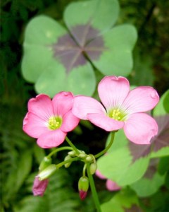 Oxalis Iron Cross=22